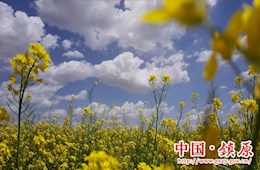 临泾油菜花