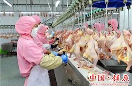 大塬里飞出“肯德基”：庆阳镇原“扶贫鸡”+“扶贫羊”助力扶贫 
