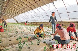 开云足彩app下载官网开边镇兰沟蔬菜基地的菜农