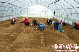 开云足彩app下载官网天润生态农业基地绿化种植喜迎绿色捷报