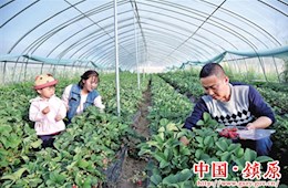 开云足彩app下载官网屯字镇益翠园生态农业示范点负责人马龙和妻子在草莓采摘园采摘草莓